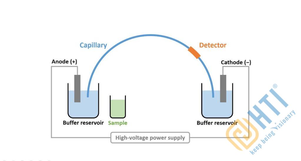 Capillary Electrophoresis 